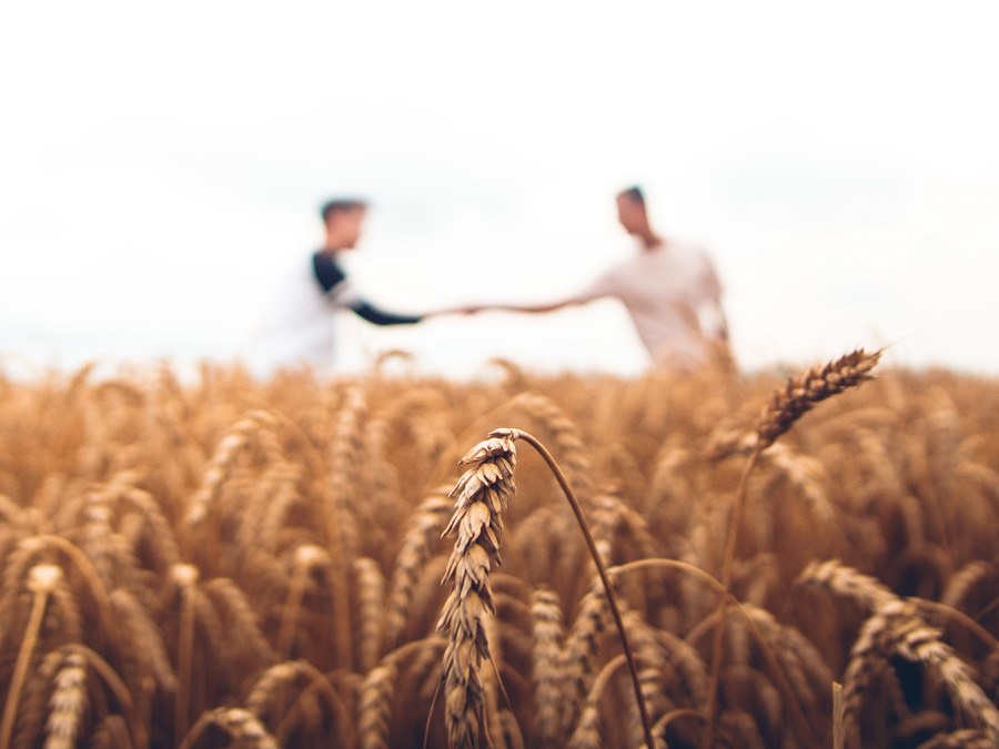 How community supported agriculture works